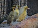 Indische loopeenden kuikens | Fleseenden | Snel tam, Meerdere dieren, Eend