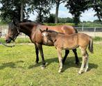 New Forest merrieveulen, Merrie, Gechipt, 0 tot 2 jaar