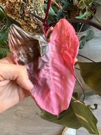 Philodendron Pink Princess - Veel Bont!, Huis en Inrichting, Kamerplanten, Ophalen, 100 tot 150 cm, Overige soorten, Halfschaduw
