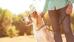 Honden uitlaat service zaandam, Ophalen of Verzenden
