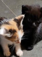 Helemooie kittens, Dieren en Toebehoren, Katten en Kittens | Overige Katten, Meerdere dieren, Kortharig, 0 tot 2 jaar
