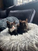 6  kruising Noorse boskat kittens, Dieren en Toebehoren