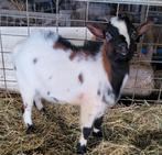 Super mooie en lieve DWERGBOK, Dieren en Toebehoren, Schapen, Geiten en Varkens, Mannelijk, Geit, 0 tot 2 jaar