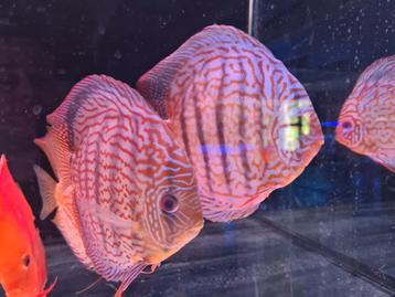 Discus rood turquoise Kweekkoppel - Siner - Koidreams beschikbaar voor biedingen