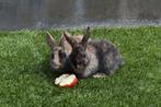 Jonge konijntjes nog 2 te koop!, Dieren en Toebehoren, Konijnen, Mannelijk, Dwerg, 0 tot 2 jaar