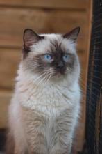 Ragdoll dekkater met stamboom, draagt cinnamon., Dieren en Toebehoren, Katten en Kittens | Dekkaters