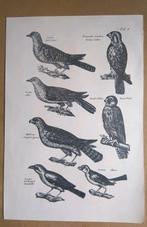 Oude prent roofvogels, Verzamelen, Foto's en Prenten, Verzenden, 1960 tot 1980, Gebruikt