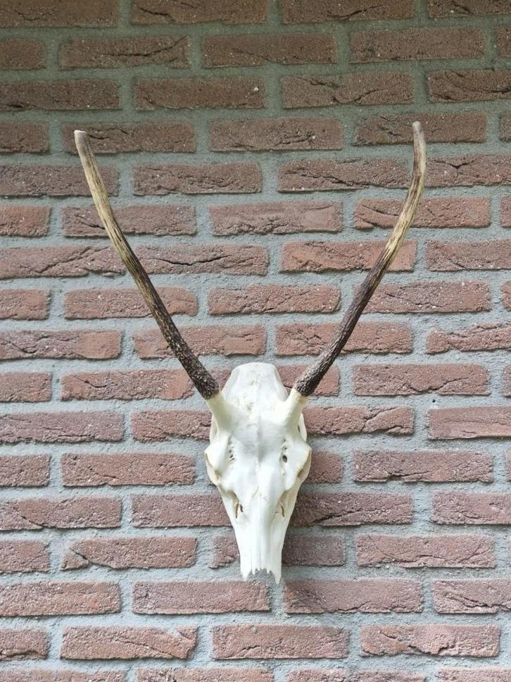 Mooie Grote Edelhert Schedel Spitser Jacht Mancave Hut d1, Verzamelen, Dierenverzamelingen, Schedel, Hert, Ophalen of Verzenden