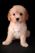 WIJ MOGEN VERHUIZEN 💞 Medium Australian labradoodle pups 💞, Parvo, Overige rassen, 8 tot 15 weken, Meerdere