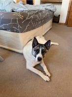 Lieve husky x akita zoekt liefdevol huis, Dieren en Toebehoren, Honden | Niet-rashonden, 6 jaar of ouder, Particulier, Rabiës (hondsdolheid)