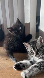 Kitten te koop, Britse korthaar kruising, Poes, Ontwormd