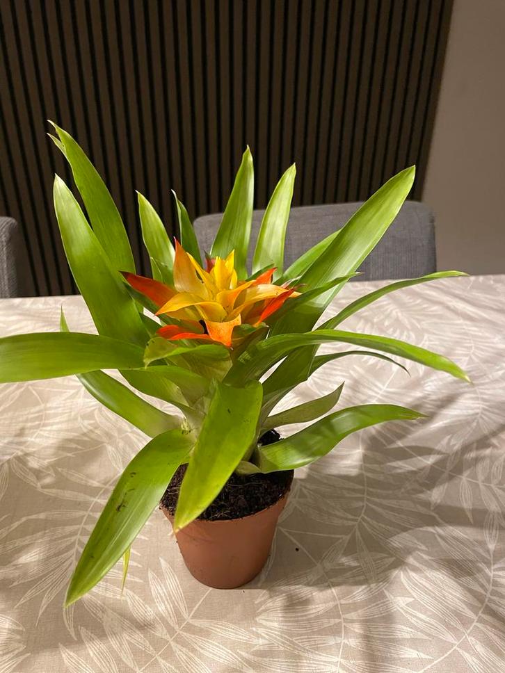 Guzmania Bromelia met Kleurrijke Bloeiwijze, Huis en Inrichting, Kamerplanten, Overige soorten, Minder dan 100 cm, Bloeiende kamerplant