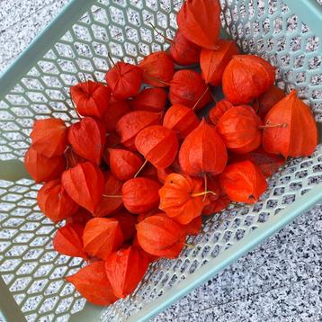 Gedroogde physalis (lampion) beschikbaar voor biedingen