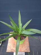 Yucca Plant in Pot, Ophalen, Halfschaduw, In pot, Minder dan 100 cm