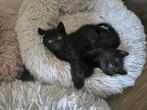 Kittens, vrouwtje en mannetje, Dieren en Toebehoren, Poes