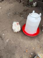 Cochin krul haan kriel, Dieren en Toebehoren, Ophalen, Zo goed als nieuw, Overige typen