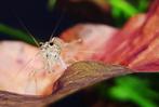 Amano's (grote Japonica's) garnalen M en L, Dieren en Toebehoren, Vissen | Aquariumvissen, Kreeft, Krab of Garnaal, Zoetwatervis