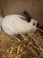 Te koop mooie konijnen, Dieren en Toebehoren, Vrouwelijk