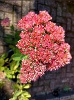 Tk: Hemelsleutel Herbstfreude Sedum najaarsbloeier  roze, Vaste plant, Herfst, Overige soorten, Ophalen