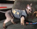 KOUD? Warme trui kattenkleding Sphynx Rex kat kitten siamees, Dieren en Toebehoren, Ophalen of Verzenden, Nieuw