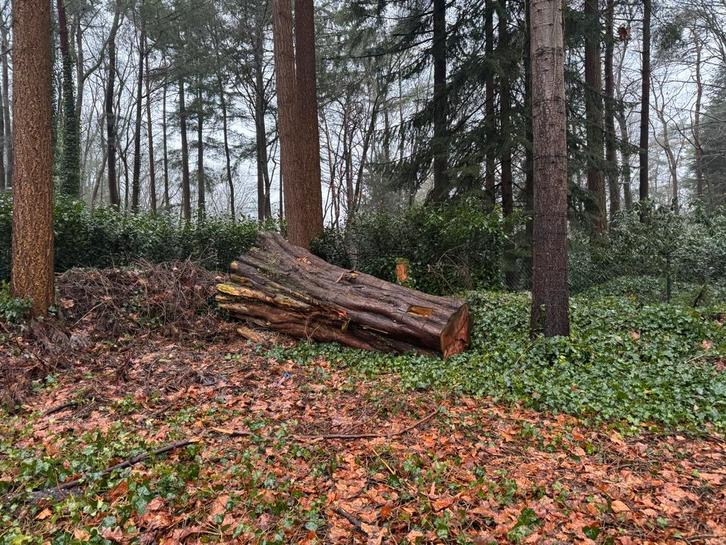 Boom stam, Doe-het-zelf en Verbouw, Hout en Planken, Ophalen of Verzenden