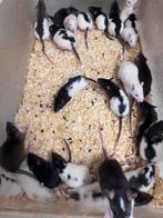 Voederratten zowel levend als diepvries, Dieren en Toebehoren, Knaagdieren, Oktober, Meerdere dieren, Rat