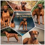 VERWACHT!! Begin februari ‘26 Rhodesian Ridgeback pups, Dieren en Toebehoren, Overige rassen, CDV (hondenziekte), 8 tot 15 weken