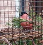 Noorse Goudvink Man, Dieren en Toebehoren, Vogels | Overige Vogels, Mannelijk, Wildzangvogel, Geringd