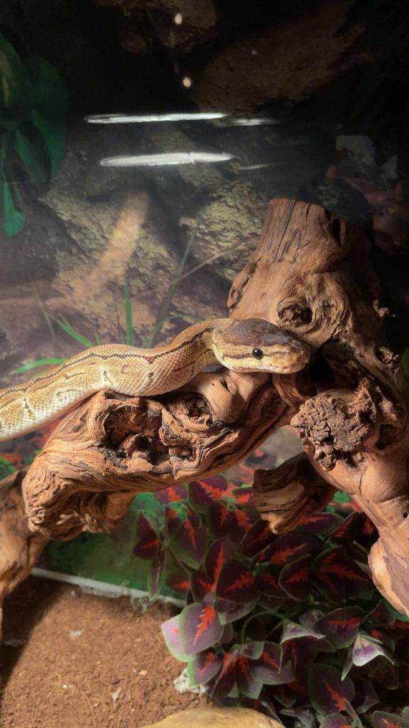 Koningspython 0.1 Pinstripe DH Dessertghost Rainbow