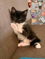 Half ragdoll op zoek naar een lief baasje, Meerdere dieren