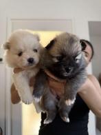Pomeriaan pupps, Dieren en Toebehoren, Rabiës (hondsdolheid), Overige rassen, 8 tot 15 weken, Meerdere