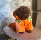 Toy poedel pup, Dieren en Toebehoren, Honden | Chihuahua's en Gezelschapshonden, Poedel, Rabiës (hondsdolheid), Reu, 8 tot 15 weken