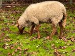Coburger Fuchs ooi, Dieren en Toebehoren, Schapen, Geiten en Varkens, Vrouwelijk, Schaap, 0 tot 2 jaar