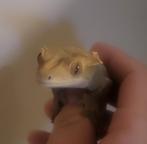Wimpergekko met terrarium, Dieren en Toebehoren, Hagedis, Met terrarium, 3 tot 6 jaar