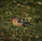 Diverse canvas dieren, Verzenden, Nieuw