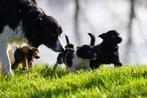 border collie pups / labrador pups / kruising  REUTJES, 8 tot 15 weken, Collie, Meerdere, Meerdere dieren