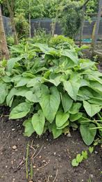 diverse planten gratis, Tuin en Terras, Ophalen, Zomer, Overige soorten, Volle zon