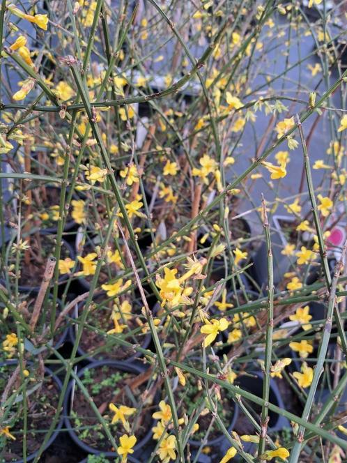 Winterjasmijn klimplanten, geel bloeiend Jasminum nudiflorum, Tuin en Terras, Planten | Tuinplanten, Vaste plant, Klimplanten