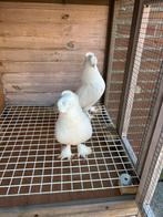 Takla duiven resasi korte snavel, Dieren en Toebehoren, Vogels | Duiven, Meerdere dieren