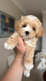 Premium maltipoo f1 micro reutje, Particulier, Rabiës (hondsdolheid), 8 tot 15 weken, Buitenland