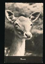 Bambi - Hert [003-3698, Verzamelen, Ansichtkaarten | Dieren, Verzenden, 1940 tot 1960, Gelopen, Wild dier