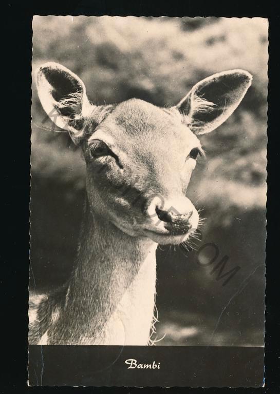 Bambi - Hert [003-3698, Verzamelen, Ansichtkaarten | Dieren, Gelopen, 1940 tot 1960, Wild dier, Verzenden