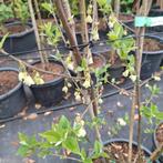 Halesia carolinaSneeuwklokjesboom, Ophalen, Overige soorten