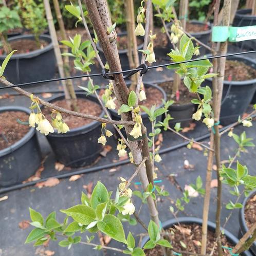 Halesia carolinaSneeuwklokjesboom, Tuin en Terras, Planten | Bomen, Overige soorten, Ophalen