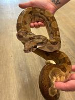 Boa constrictor imperator hypo salmon, Slang, 0 tot 2 jaar