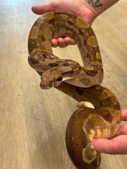 Boa constrictor imperator hypo salmon, Dieren en Toebehoren, Reptielen en Amfibieën, Slang, 0 tot 2 jaar
