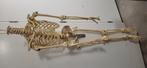 Anatomisch skelet kunststof, Ophalen, Zo goed als nieuw
