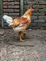 2 hanen van mei gratis, Dieren en Toebehoren, Pluimvee, Mannelijk, Kip