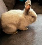 prachtige Duitse reuzen, Meerdere dieren, Groot, 0 tot 2 jaar