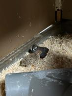 Japanse dwergkwartels, Meerdere dieren